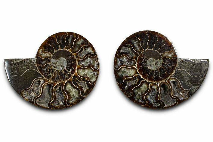 Cut & Polished Ammonite Fossil - Madagascar #379119